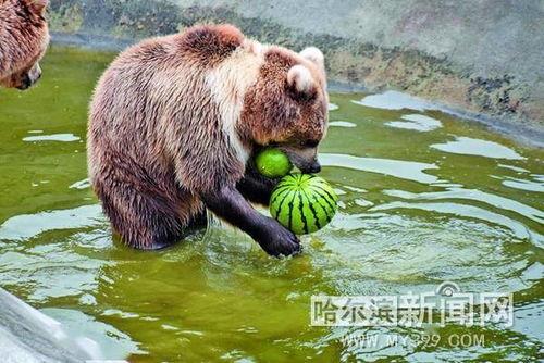 吃瓜的动物配音