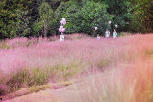 秋天草丛网红,探寻草丛中的秘密花园
