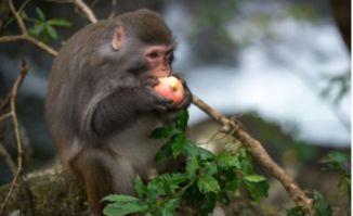 猴子吃瓜提问的问题,揭秘动物世界中的趣味食趣