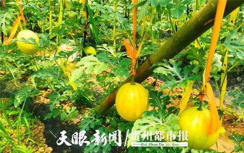 吃瓜贵阳网红,吃瓜群众的美食探秘之旅