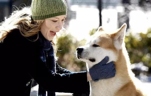 娱乐吃瓜酱忠犬琪哥,娱乐吃瓜酱的忠实守护者