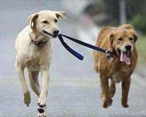 娱乐吃瓜酱遛狗小说,狗界风云录